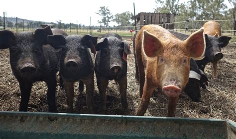hog suppliers being sued august 2017